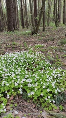 Oxalis acetosella