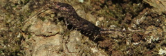 Archaeognatha