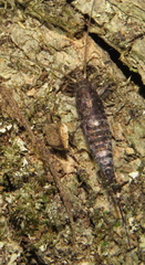 Archaeognatha