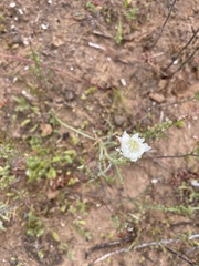 Polycalymma stuartii