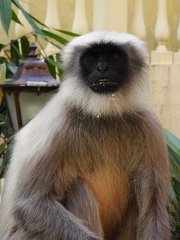 Semnopithecus entellus
