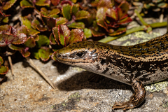 Oligosoma chloronoton