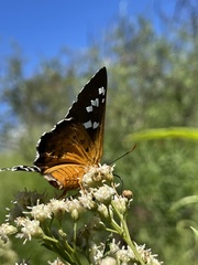 Apyrrothrix araxes