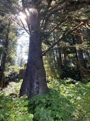 Picea sitchensis