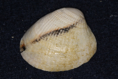 Austrovenus stutchburyi