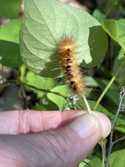 Pygarctia