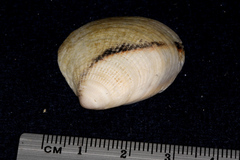 Austrovenus stutchburyi