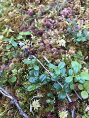 Vaccinium vitis-idaea