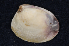 Austrovenus stutchburyi