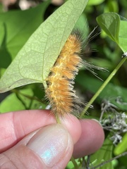 Pygarctia