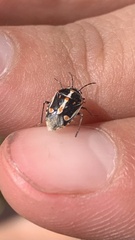 Bagrada hilaris