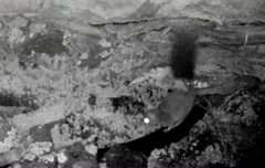 Phascogale tapoatafa