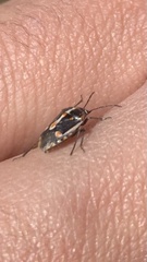 Bagrada hilaris
