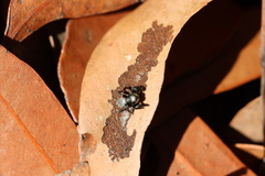 Maratus scutulatus