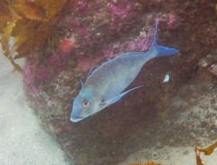 Nemadactylus douglasii