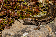 Oligosoma chloronoton