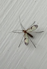 Macrocera