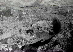 Phascogale tapoatafa