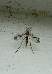 Macrocera