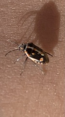 Bagrada hilaris