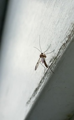 Macrocera