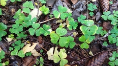 Oxalis acetosella