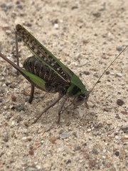 Decticus verrucivorus