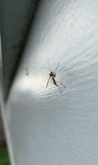 Macrocera