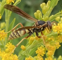 Polistes aurifer