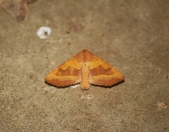 Atethmia centrago