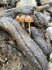 Deconica