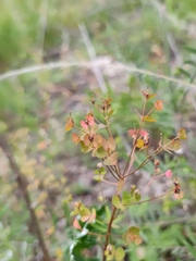 Euphorbia
