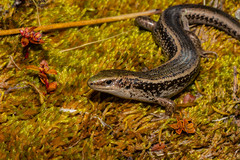 Oligosoma chloronoton