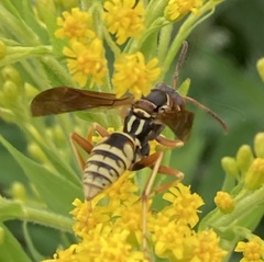Polistes aurifer