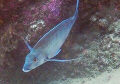 Nemadactylus douglasii