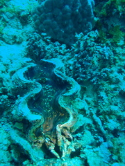 Tridacna squamosa