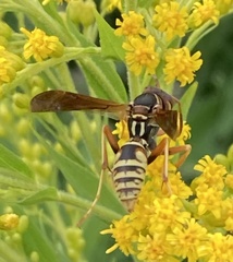 Polistes aurifer