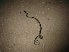 Lampropeltis splendida
