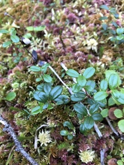 Vaccinium vitis-idaea