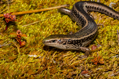 Oligosoma chloronoton