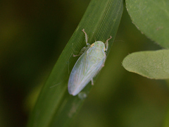 Gyponana