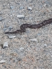 Pantherophis alleghaniensis