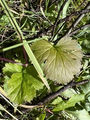 Geum macrophyllum