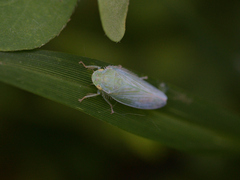 Gyponana