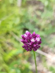 Allium rotundum