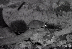 Phascogale tapoatafa