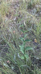 Vincetoxicum hirundinaria