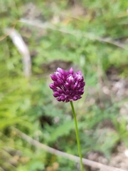 Allium rotundum