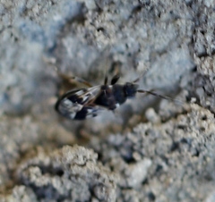 Scolopostethus