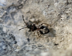 Scolopostethus